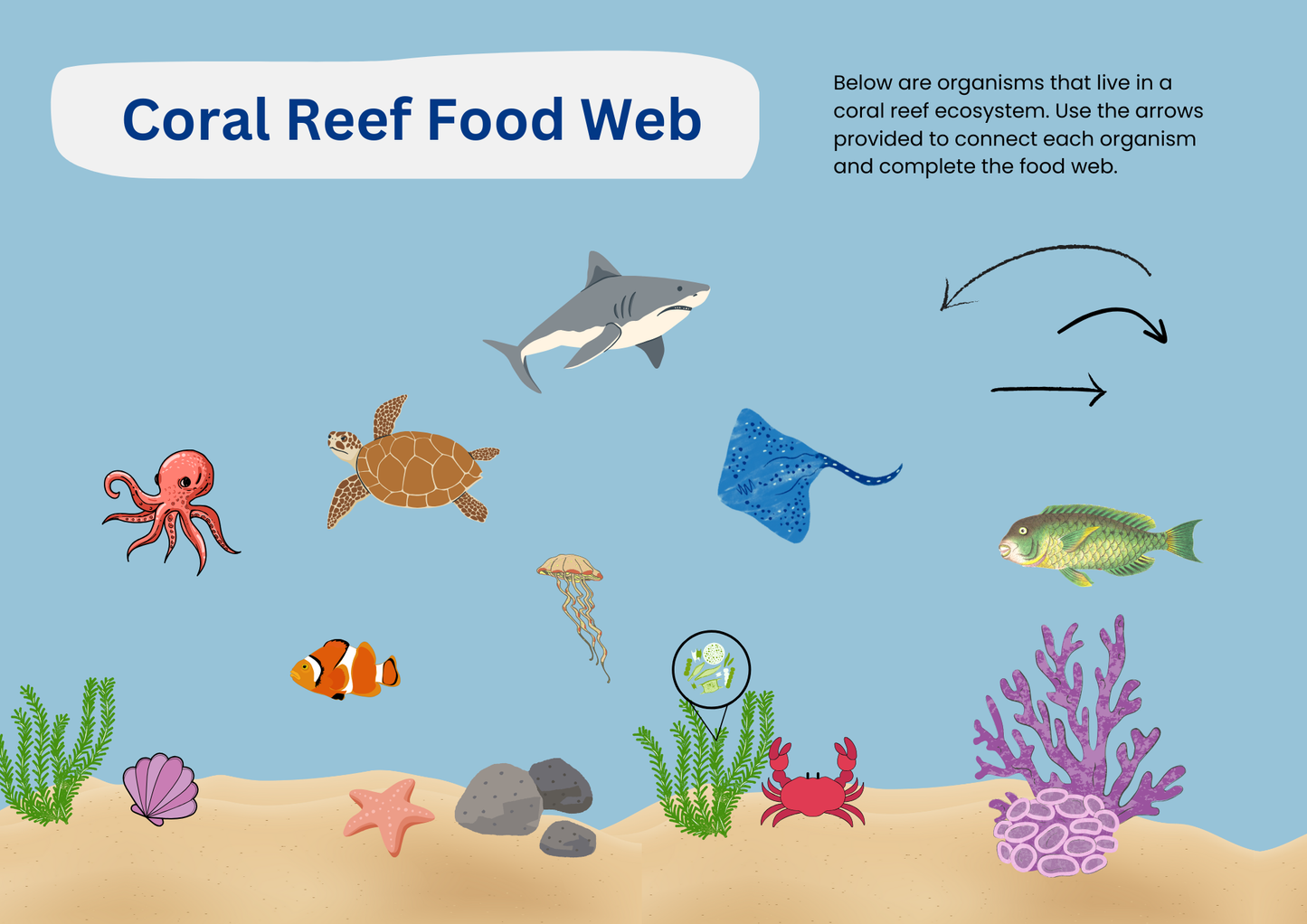 Coral Reef Food Web Worksheet
