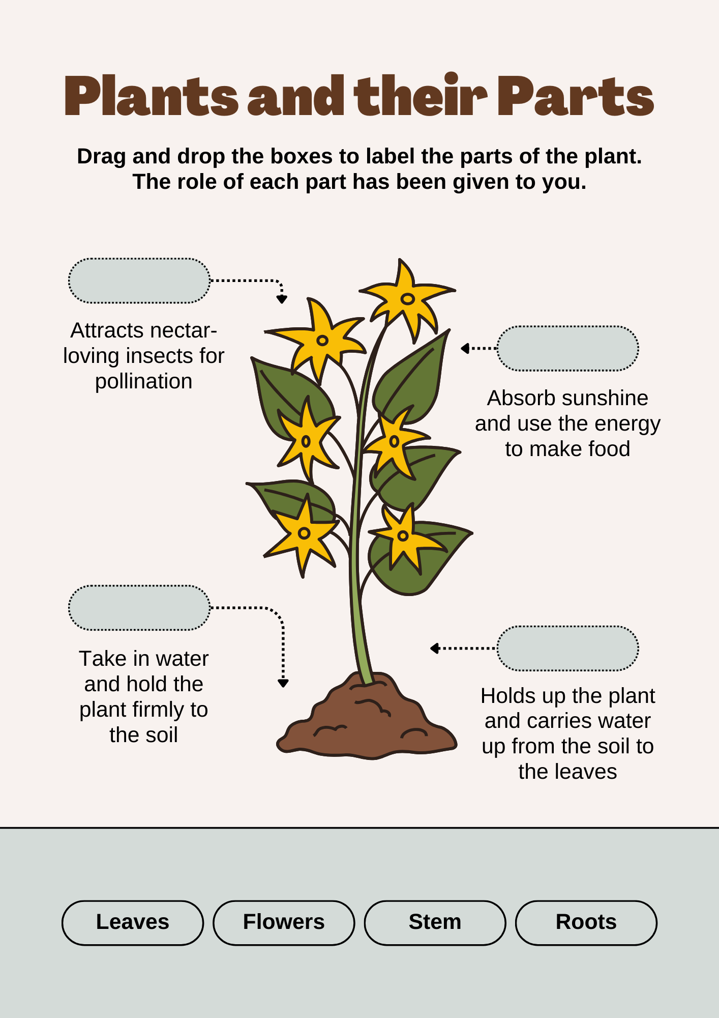Plants and Their Parts Science Worksheet