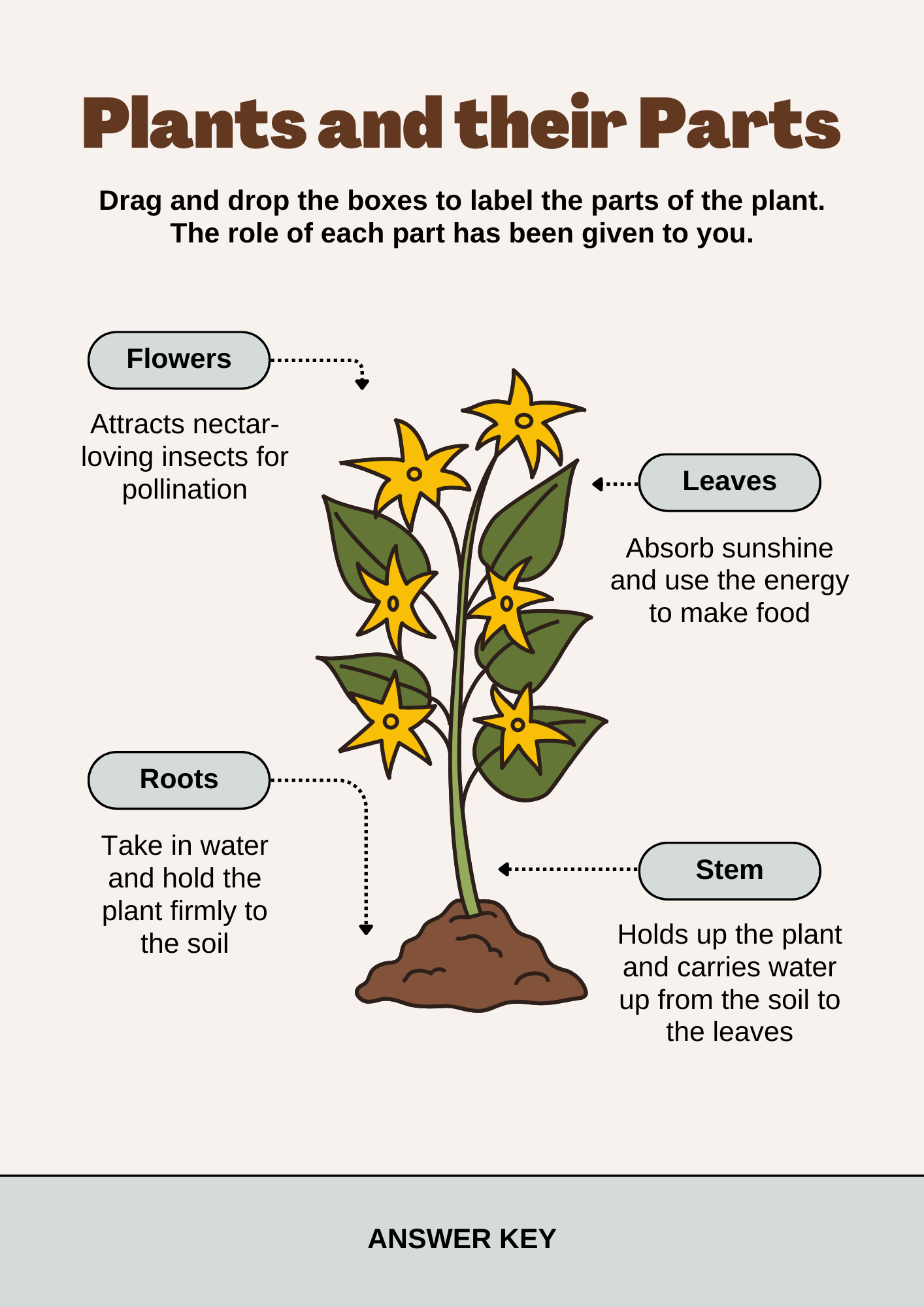 Plants and Their Parts Science Worksheet