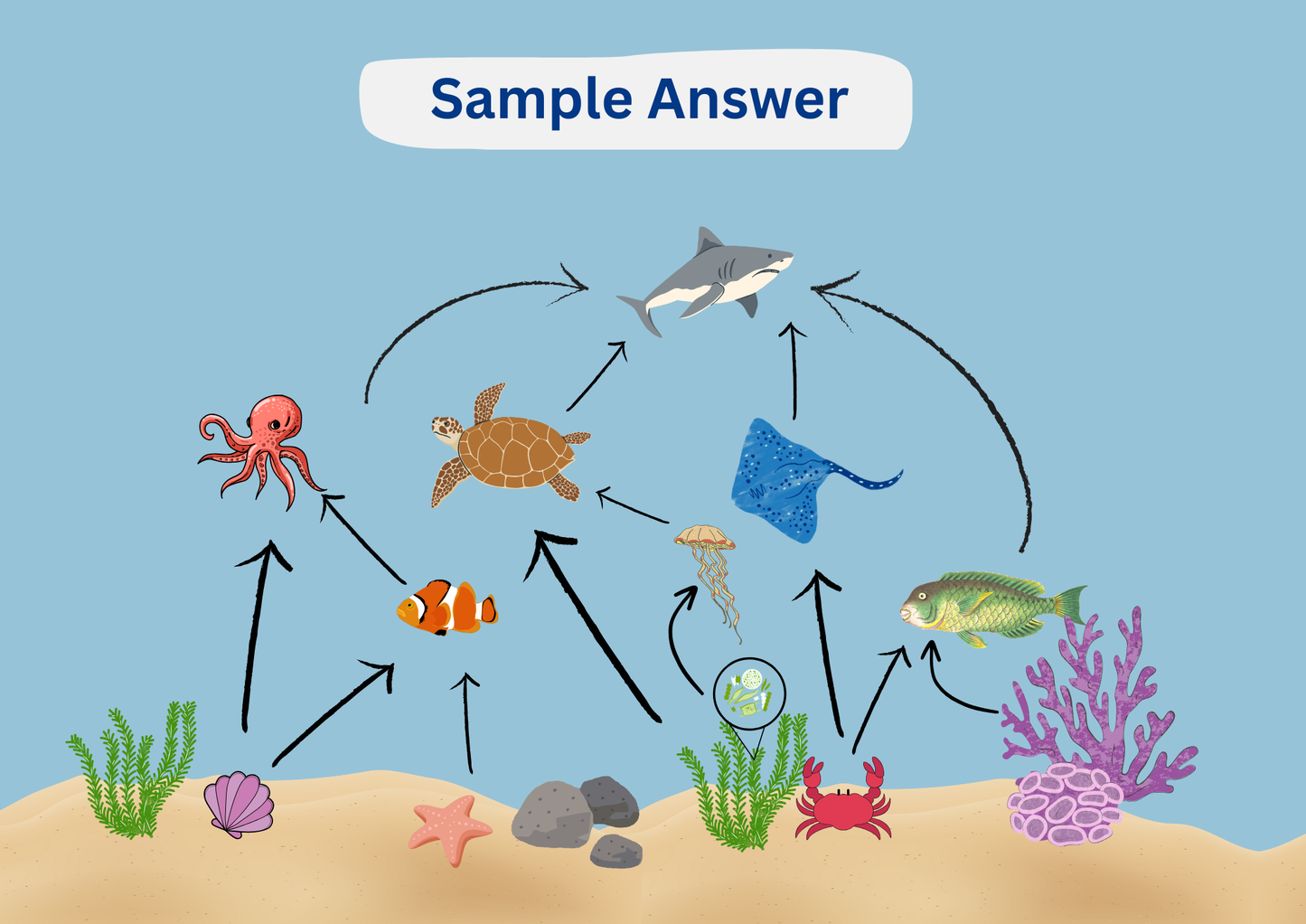 Coral Reef Food Web Worksheet