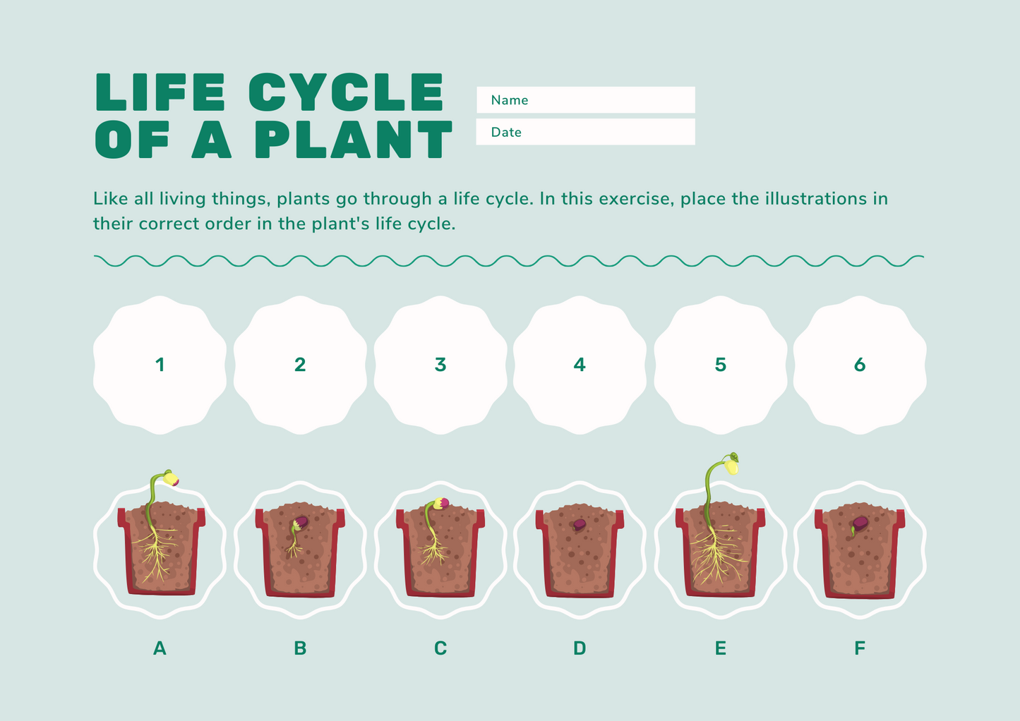 Plant Life Cycle Order Digital Worksheet